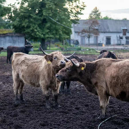 Bizon Venkovský dům *