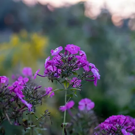 Venkovský dům Bizon Sadowne