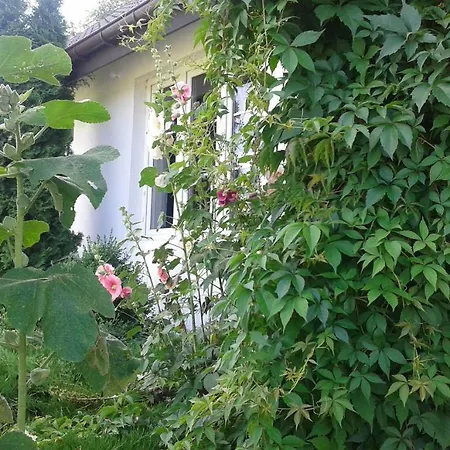 Country house Bizon *