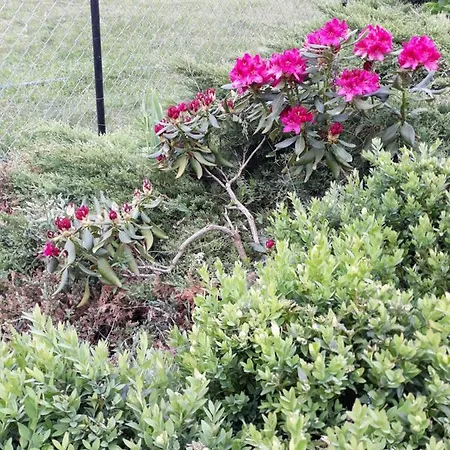 Bizon Venkovský dům Sadowne