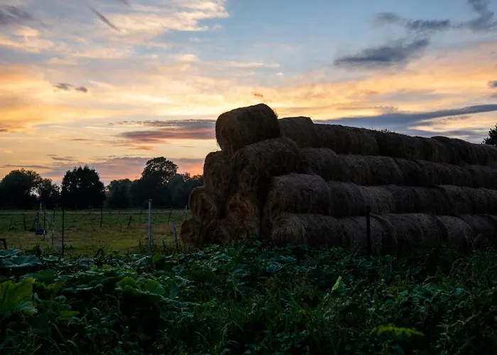 Bizon Gospodarstwo wiejskie Sadowne