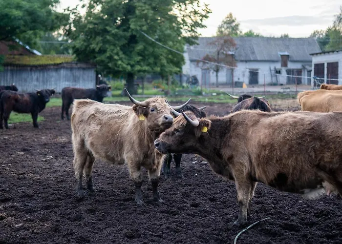 Bizon Gospodarstwo wiejskie *