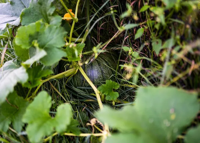 Bizon Gospodarstwo wiejskie Sadowne