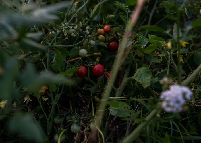 Gospodarstwo wiejskie Bizon