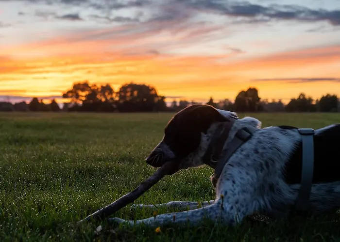 Gospodarstwo wiejskie Bizon *