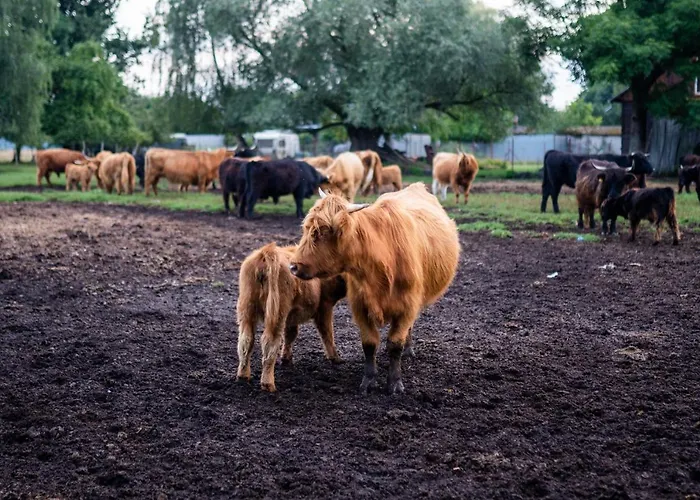 Gospodarstwo wiejskie Bizon Sadowne