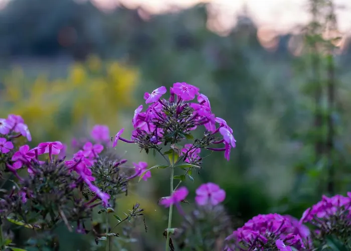 Gospodarstwo wiejskie Bizon Sadowne