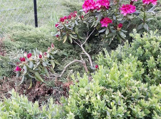 Bizon Gospodarstwo wiejskie Sadowne